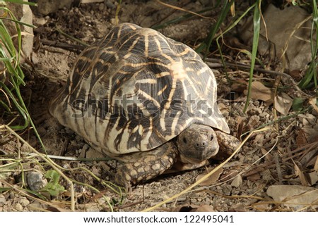 India Star Tortoise