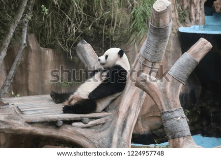 Panda sitting in artificial playground