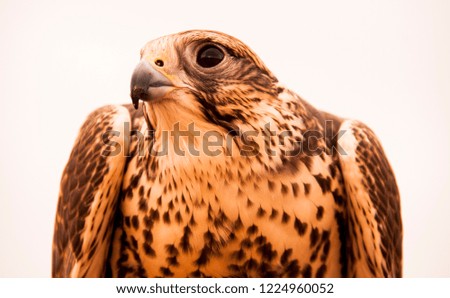 Picture of Falcon