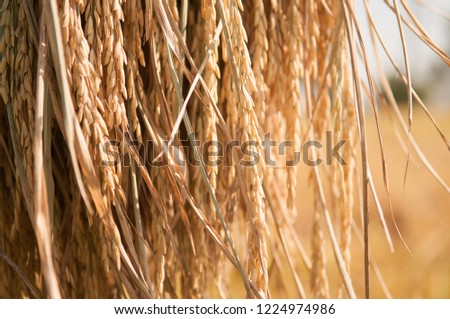 rice seeds hold on a bar, thailand agriculture.