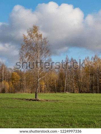 Green field with autumnal trees in the background.