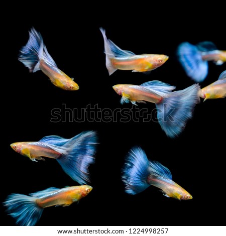 Varity of albino blue tail guppy with soft focus on black background