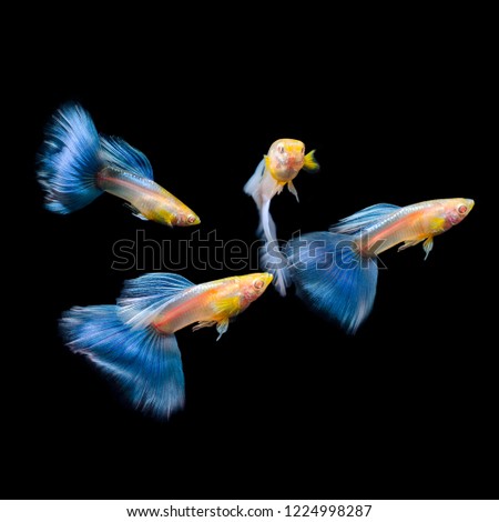 Varity of albino blue tail guppy with soft focus on black background