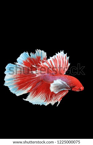 The moving moment beautiful of Red Siamese fighting fish (Big Ear),Betta splendens on black background