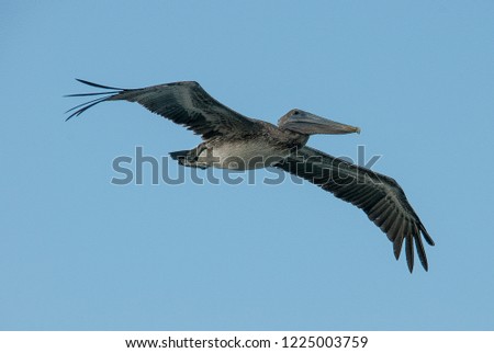 Photo of Flying pelican