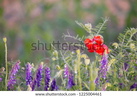 Wild flowers of meadow - vetches and poppy