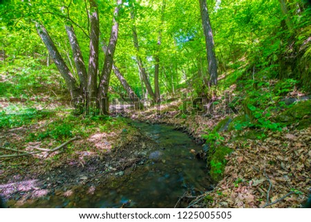 Little creek in the forest in the spring - outdoor photography