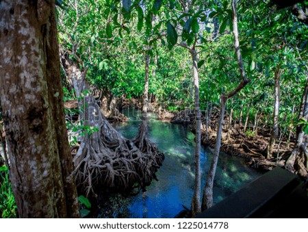 Krabi -Tha Pom Klong Song Nam, is an ecological study area to learn about the integrity of nature both in terms of groundwater and vegetation.It can grow both in water and on the soil,clear greenwater
