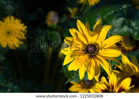Macro picture of colorful flowers with dark and blurry background