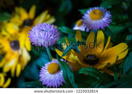 Macro picture of colorful flowers with dark and blurry background