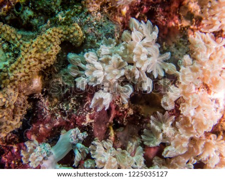 Soft Coral on the reef