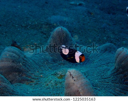 Cute clownfish in Andaman Ocean, Thailand!