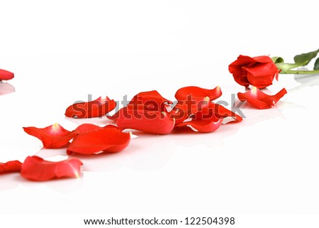 red roses over white background