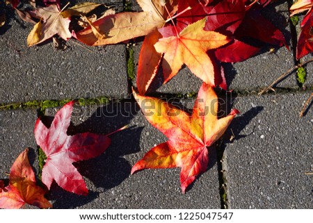 Beautiful yellow and orange autumn leaves in autumn time