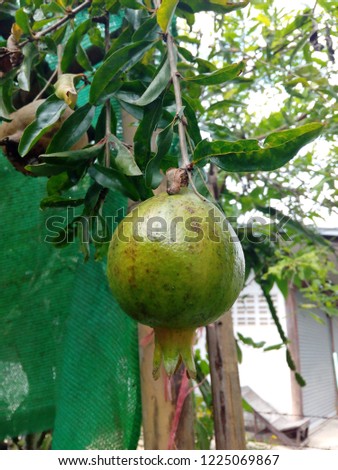 Green pomegranate, Fruits of Thailand
