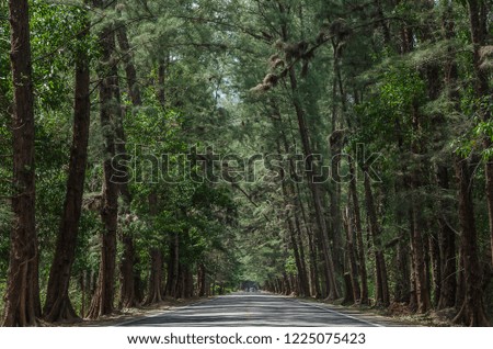 Concrete road has trees on both sides