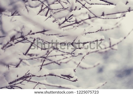 Winter time.Thin branches in the snow in soft light.Winter nature background.	