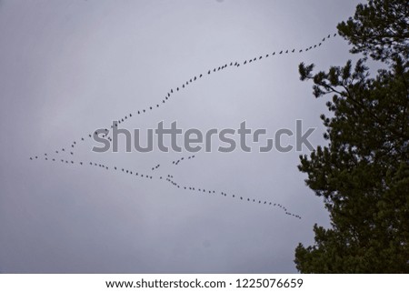 in the autumn cloudy sky a flock of cranes flies to the South