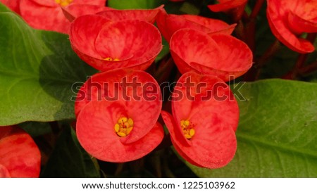 Beautiful red round shape flowers. The colors of these flowers are natural and no change has been made.