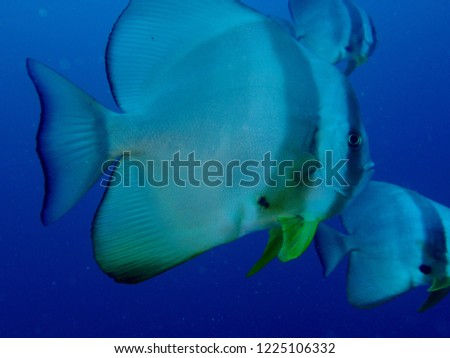 Roundface Batfish, Platax teira