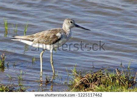 Birds Thailand.
Marsh Sandpiper.
Location, Tha-le Noi Non-Hunting Area.
Phatthalung Province, South of Thailand.              
