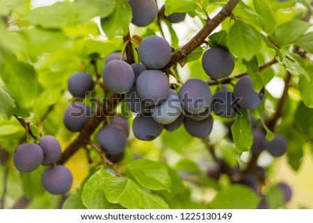 ripe black plums on the branch