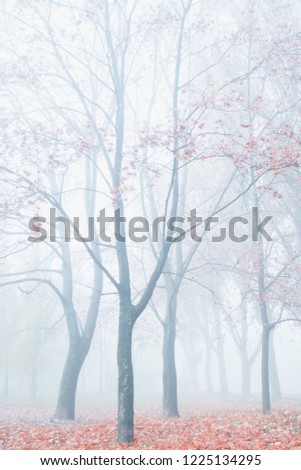 Foggy morning. Morning in the forest. Autumn forest.
