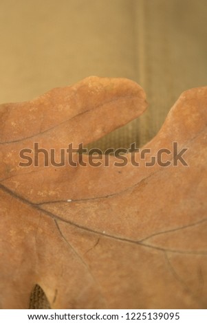 dry oak leaf lies on the cloth