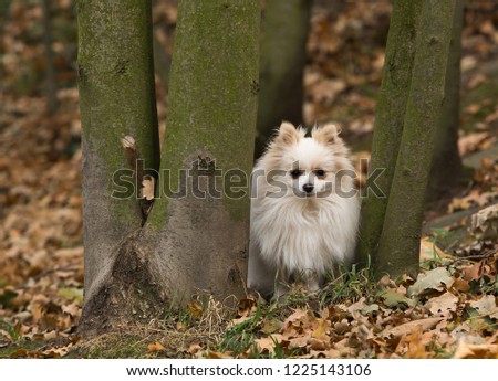 little pomeranian dog