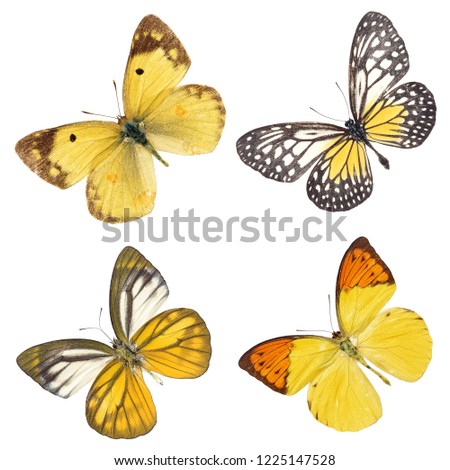 Set collection of many different butterflies flying on white background,isolated on white background