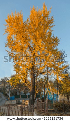 old Ginkgo tree (Ginkgo biloba) with yellow leaves in the park of Drohobych, Ukraine