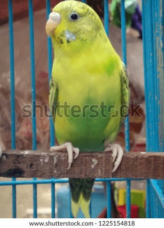 Some of the beautiful little parakeet birds in the cage