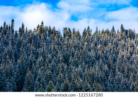 Winter landscape, snow-covered firs in the mountains. Background image
