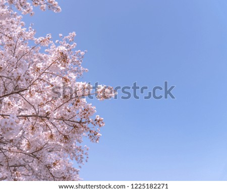 Cherry blossom in spring season at Tokyo, Japan.