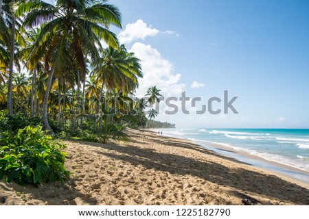 Beach - Palm Trees - Around Puerto Plata - Dominican Republic Royalty-Free Stock Photo #1225182790