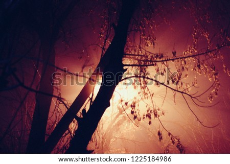 A lantern shines from behind a tree in the fog at night
