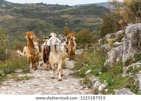 Goats in the Mountains of Southern Italy Royalty-Free Stock Photo #1225187353