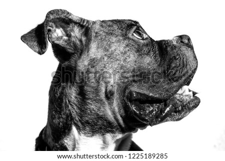 boxer the dog in black and white
