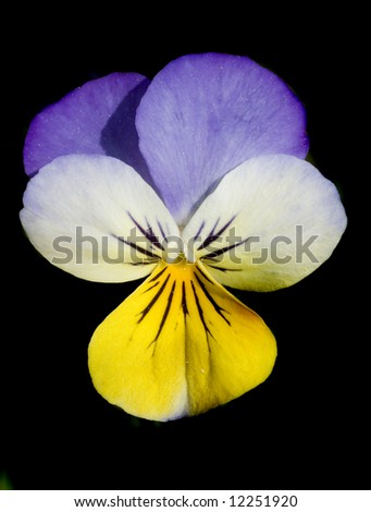 Pansy tricolor on black