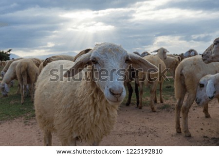 sheeps or lambs live in the farm at dry land