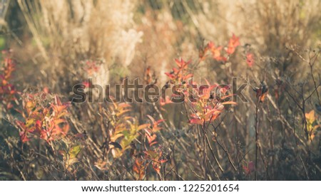 Abstract natural background reminiscent of painting. Grass and colorful leaves. Autumn fine colors, nice light. Blurred background.