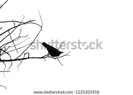 A single raven sitting on a dead twig on white isolated background 