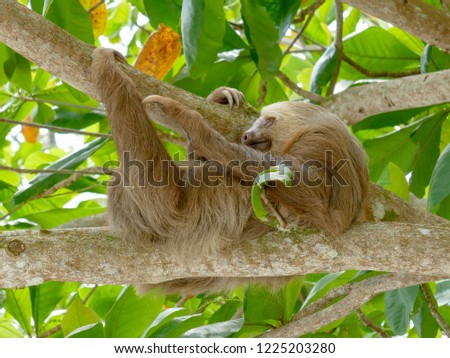 Sloth hanging in tree sleeping scratching leg  