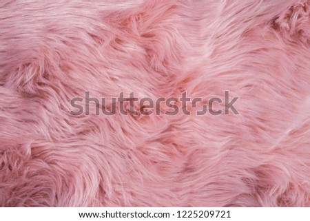 Pink sheepskin background. Fur pattern. Wool texture. Sheep fur close up
