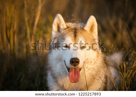 Close-up Portrait of gorgeous and adorable Beige and white dog breed Siberian Husky lying in the bright autumn forest at sunset