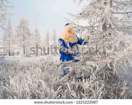 Christmas theme, Christmas tree; Russian Santa (Santa Claus) walks through the winter forest. 