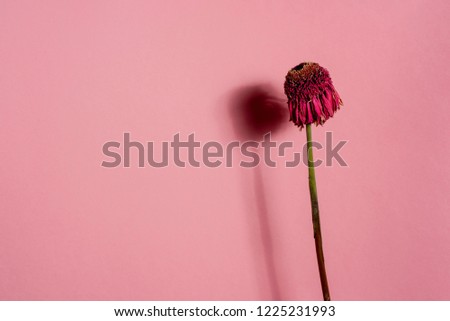 Dried red flower with stem and leaves with shadow on pink background