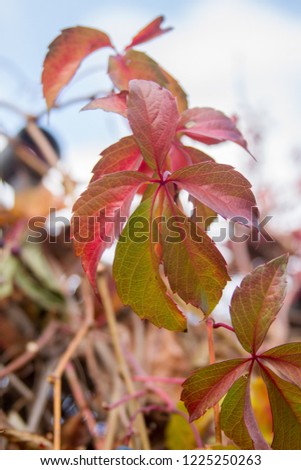 Bright red grape leaves in late autumn.
