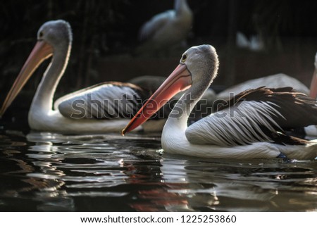 Beauty Pelicans the family of Pelecanidae