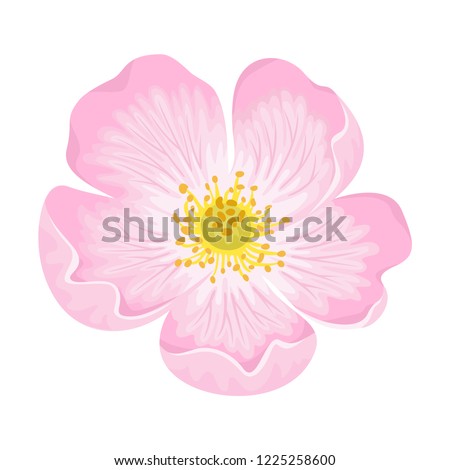 Dog-rose flower isolated on white background. Vector illustration of Rosehip in simple cartoon flat style. Wild rose icon. Royalty-Free Stock Photo #1225258600